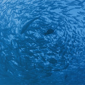 World Fisheries Day (November 21st)