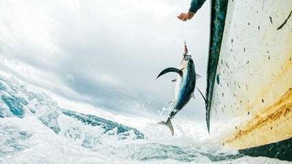 NEW SHORT FILM! Telling the story of a NZ sustainable fishery