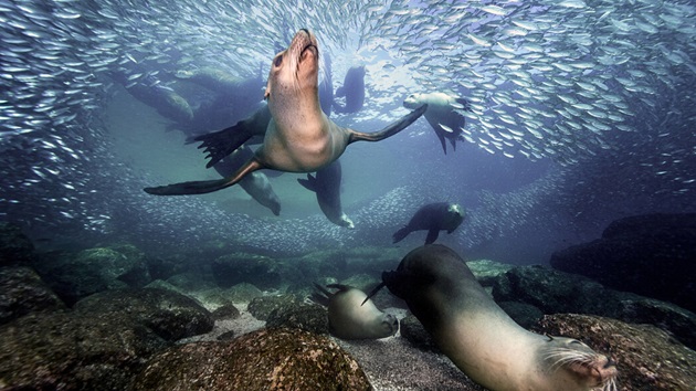 o światowym dniu oceanów