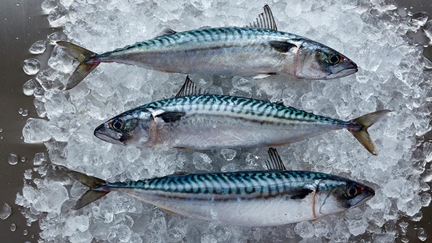 Makrelbestanden i frit fald