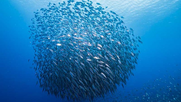 Światowy Dzień Oceanów 2026