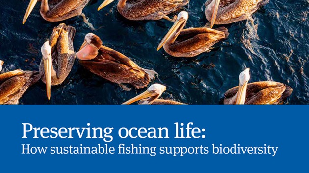 Nowy raport MSC: Preserving ocean life