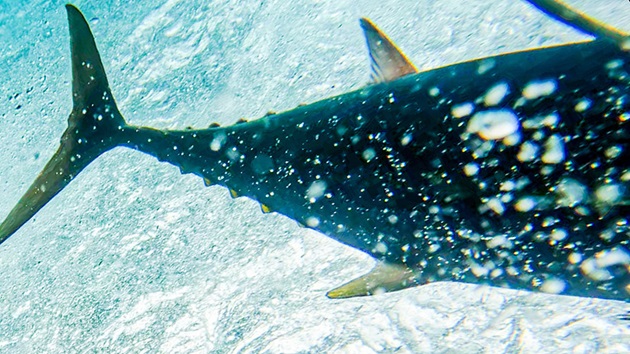 Sustainable Tuna Yearbook 2026