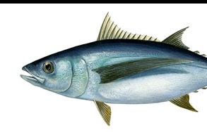 NZ Albacore Tuna Fishery - a case study of sustainable fishing