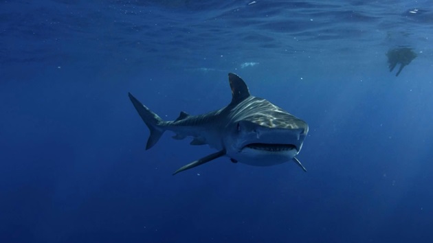 All about sharks