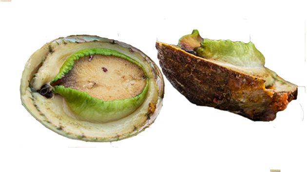 Abalone
