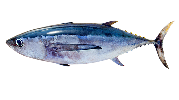 Tuna