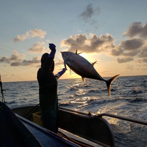 FAD-free tuna