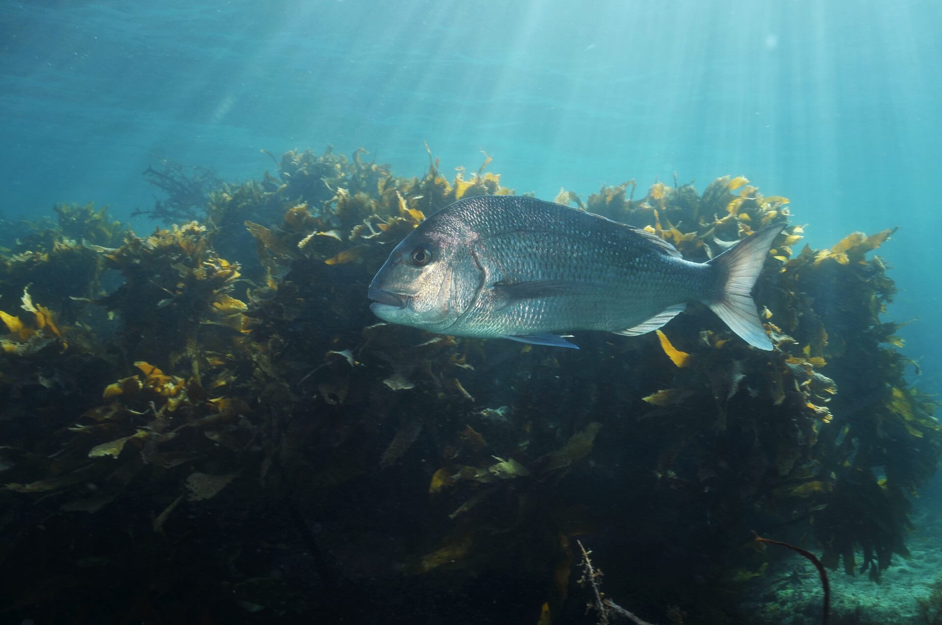 Australasian snapper (Pagrus auratus) in the waters around New Zealand. Credit spiderment