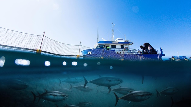 Australia’s Southern Bluefin Tuna Purse Seine Fishery Achieves MSC Certification