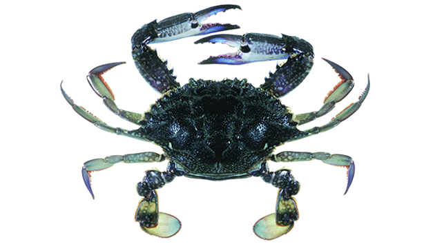 Crabs