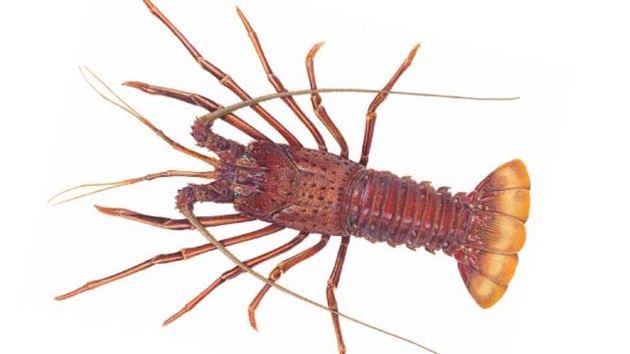 Lobster