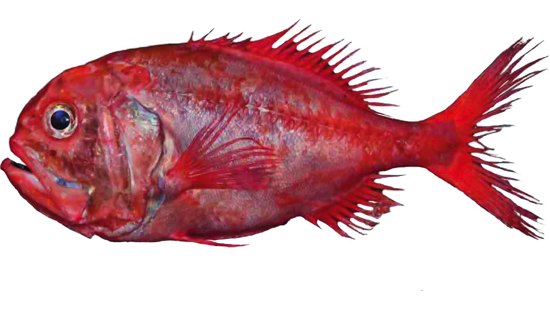 orange roughy fish