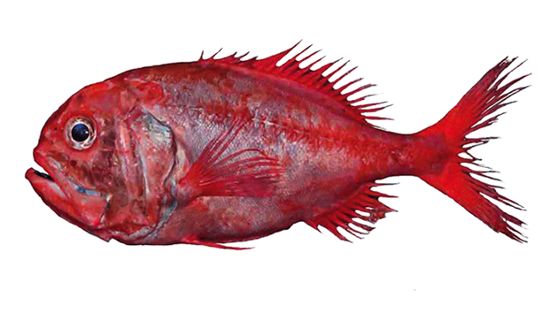Orange roughy