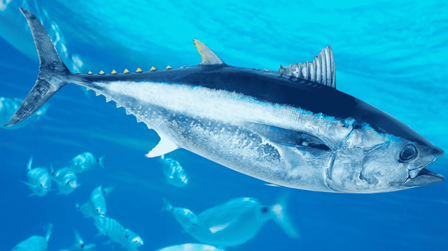 World Tuna Day