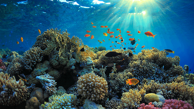 Coral reef