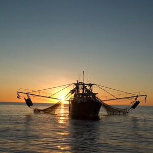 Five things you need to know about Exmouth Gulf and Shark Bay prawns