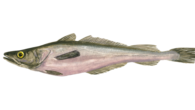 Hake