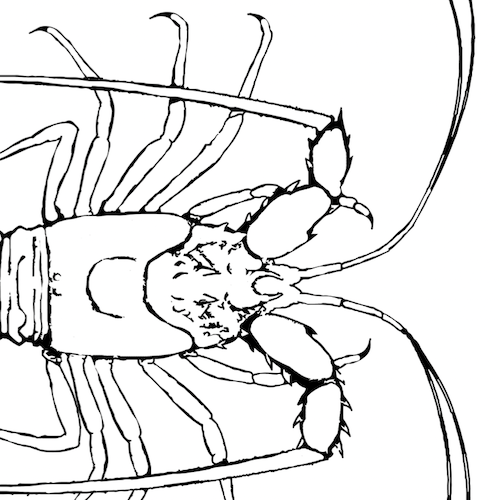 Lobster