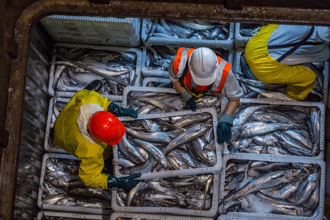 Fishing for NZ hoki on the Sealord Otakou trawler