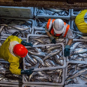 Learnings from New Zealand: a leading seafood faring nation