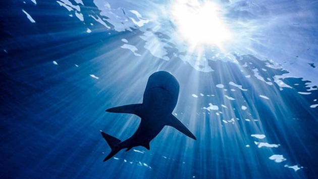 Scientists on-demand