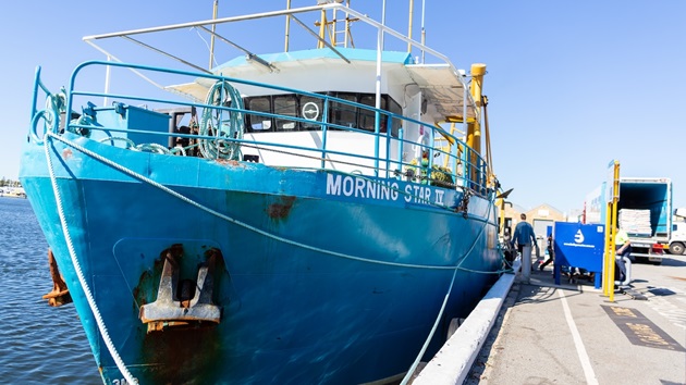 Scallops: Witness to Climate Change