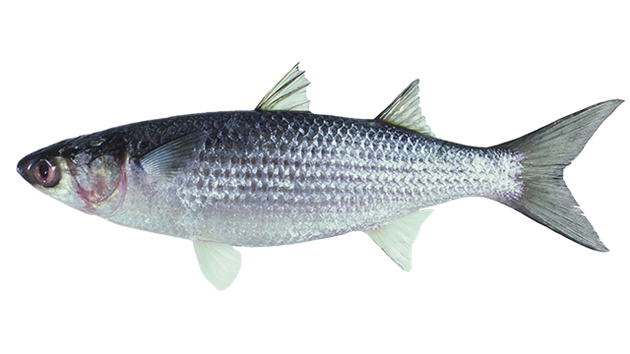 Mullet