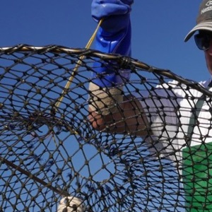 The Blue Swimmer Crabs of Peel Harvey