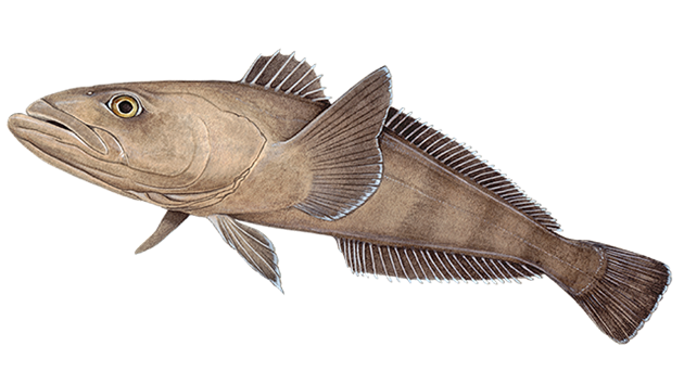 Toothfish