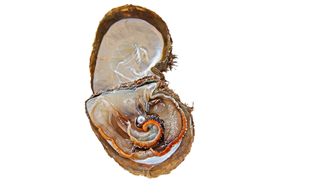 Pearl oyster
