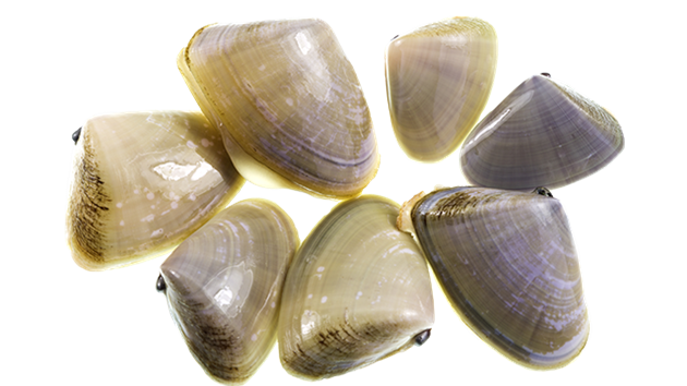 Pipis