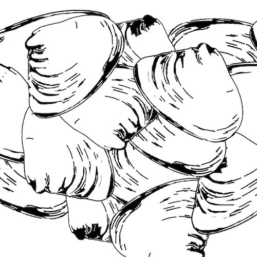 Pipis