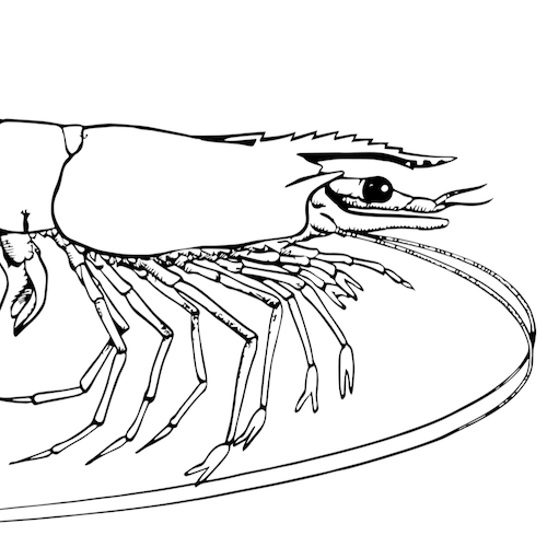 Prawn