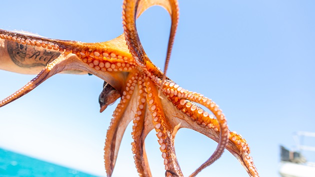 Octopus