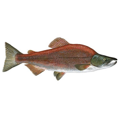 Salmon