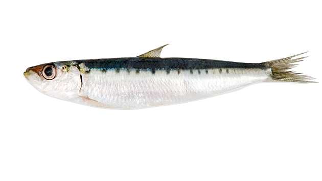 Sardines