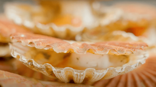 Scallop