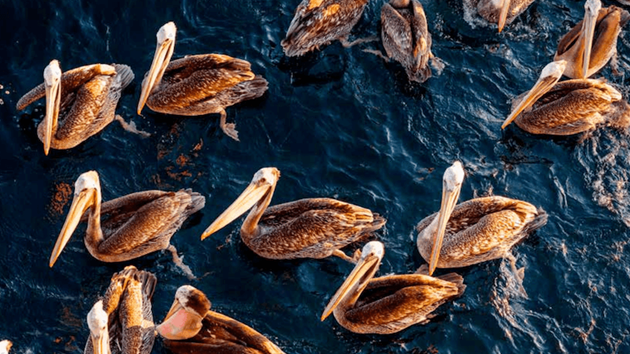 Mehr Leben im Meer - Biodiversitätsbericht 2025