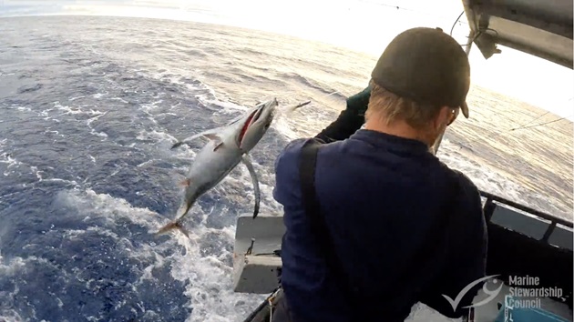 New film: Albacore Fishing in Aotearoa NZ