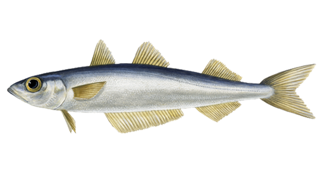 Southern blue whiting