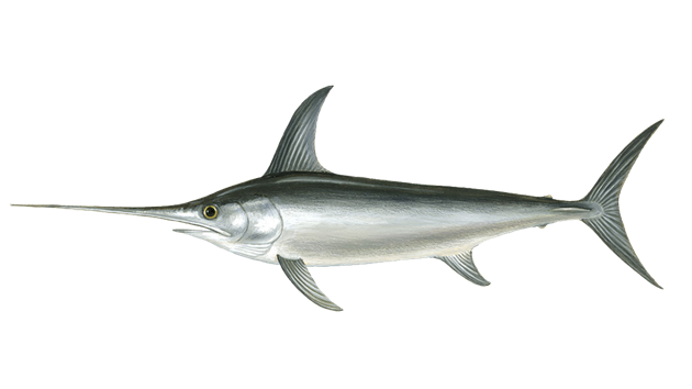 Swordfish
