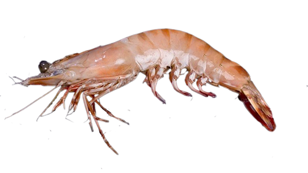 Prawns