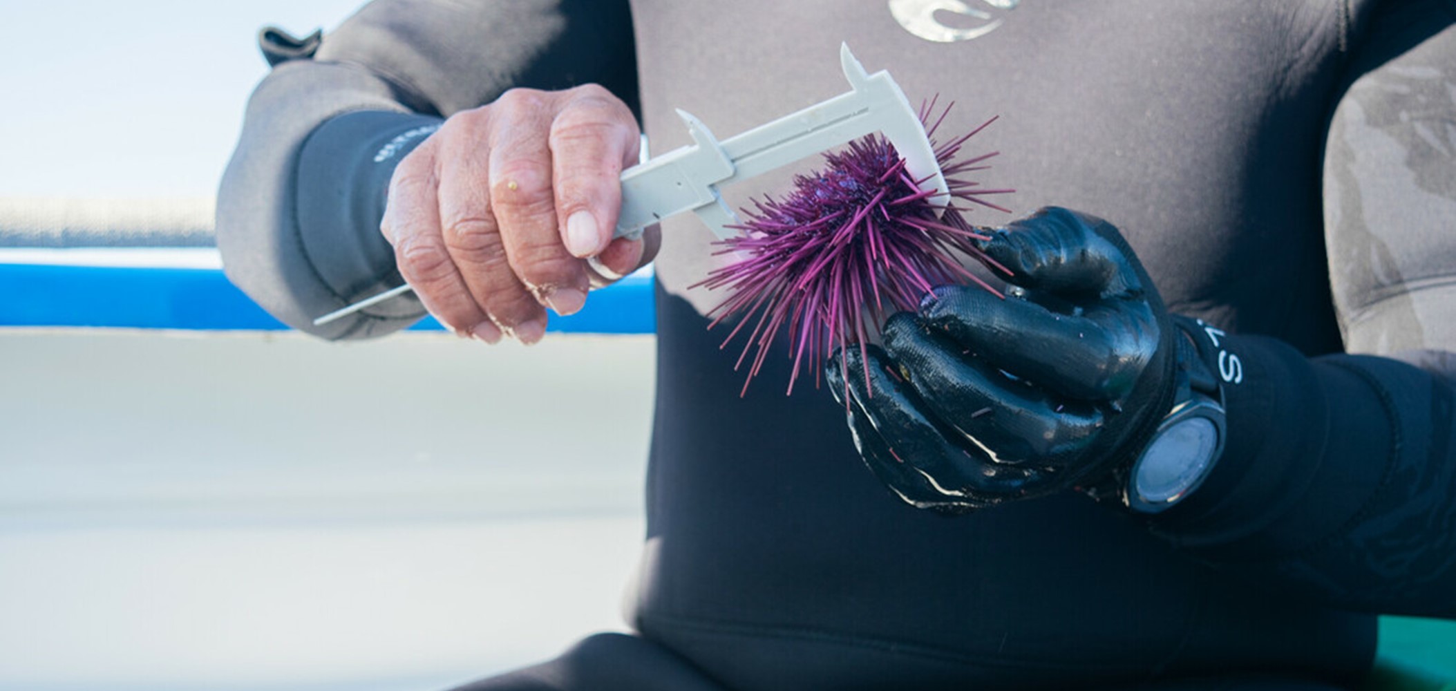 Urchin monitoring