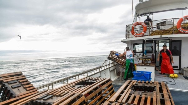 Western rock lobster fishery