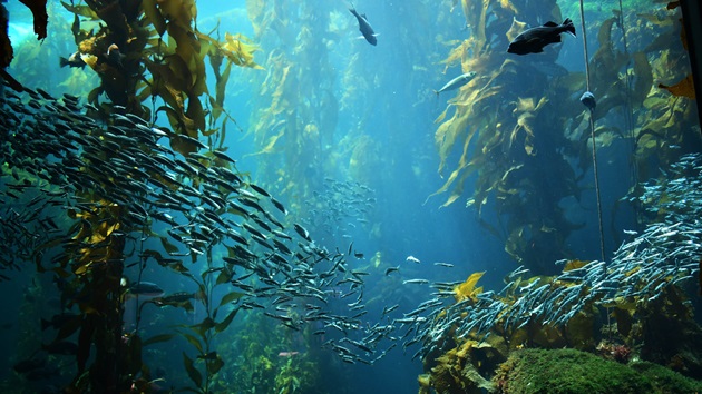 Blue Food - Nahrung aus dem Wasser