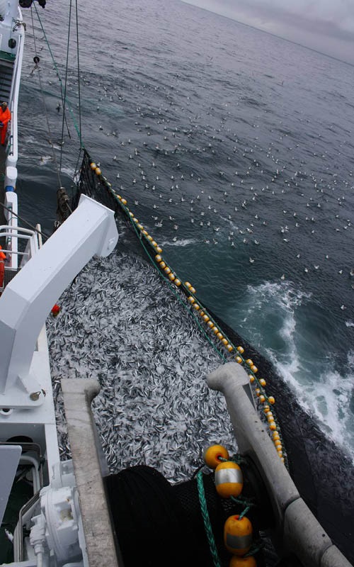 Überfischung im Nordostatlantik