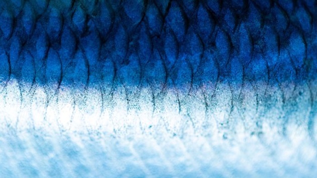 MSC-Heringsbericht 2025