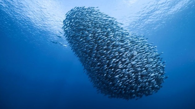 Nachhaltige Fischerei bedeutet...*