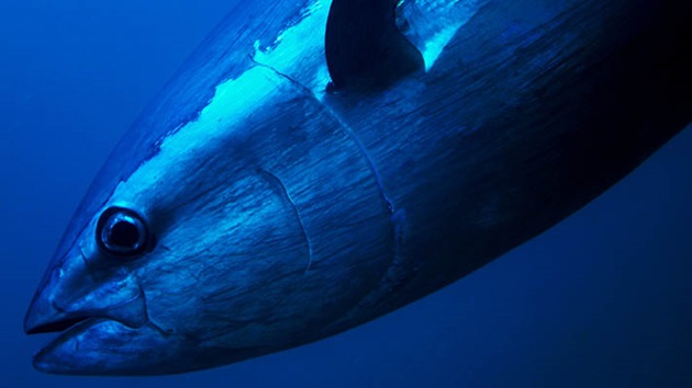 Wie nachhaltig ist Thunfisch? MSC-Thunfischbericht 2025